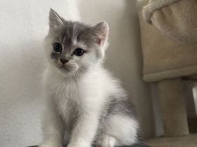 BKH kitten