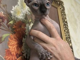 Kanadische Sphynx Kitten mit Stammbaum  ABGABEBEREIT ♥️