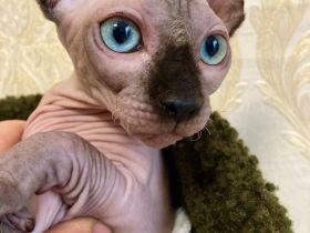 Kanadische Sphynx Kitten mit Stammbaum  ABGABEBEREIT ♥️