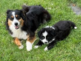 Mini Australian Shephert - Border Collie Mix Welpen