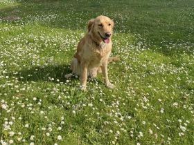 Liebevolle Golden-Retriever-Hündin (5 Jahre) sucht neues Zuhause