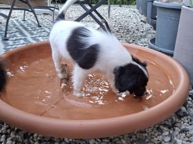 Phalene Welpe, kontinentaler Zwergspaniel