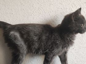 Maine Coone Mix Kitten suchen ein liebevolles Zuhause !