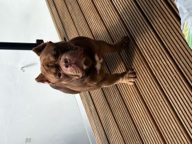 Dexter sucht ein neues zu Hause