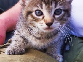 Kitten Hauskatze Wuschel und Susi suchen ein liebevolles Zuhause ab 21.07.2026
