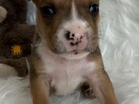 American Stafford / Pitbull Welpen