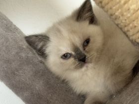 4 super süße reinrassige BKH Kitten
