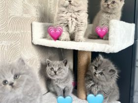 BKH BLH Kitten reinrassig