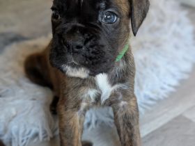 Boxerwelpen