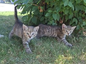 Babykatzen