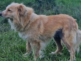 Zauberhafte Honey sucht ein liebevolles Zuhause