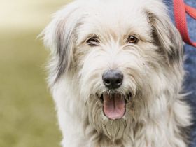 Lebensfrohe, flauschige Shy sucht Zuhause