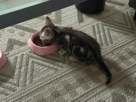 Katze zu verkaufen