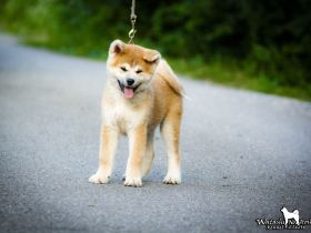 Akita-Welpen