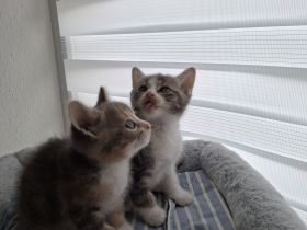 2 weibliche Kitten suchen liebevolles Zuhause