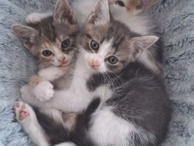 2 weibliche Kitten suchen liebevolles Zuhause