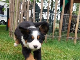 Bernersennen-Appenzeller Mix Welpen