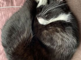 Hübsche Tuxedo Katze sucht Deckkater