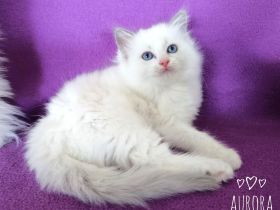 Eine süße Ragdoll Kitte sucht noch eine liebevolle Familie