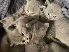 BKH Kitten suchen ein neues liebevolles Zuhause