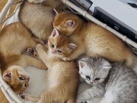 4 Britisch Kurzhaar Kitten suchen ein liebevolles Zuhause