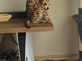 Bengal kater