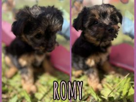 Yorkshire Terrier Welpen