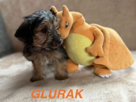 Yorkshire Terrier Welpen mischling