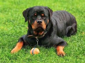 Drogo in 01237 Dresden sucht sein Für-immer-Zuhause