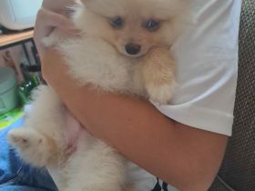 Zuckersüße Zwergspitz / Pomeranian Welpen in Creme (2 Rüden & 1 Hündin)