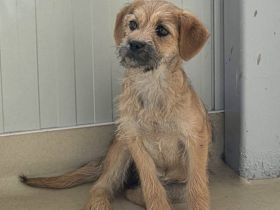 Effie, eine süsse Maus, möchte raus aus dem Shelter und ihre Familie kennenlernen