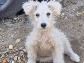 Flipsi, süss, lebhaft, freundlich, ein Hund im Schäfchenfell