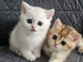 BKH kitten