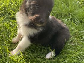 Sheltie Hündin