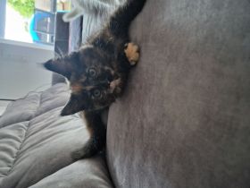 wunderschöne Maine-Coon-Katze in der seltenen Schildpatt-Färbung (Tortie) sucht ab sofort ein Zuhaus