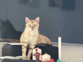 Bengal