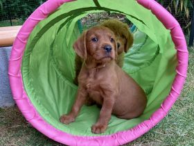 Labradoodle-Vizsla Welpen