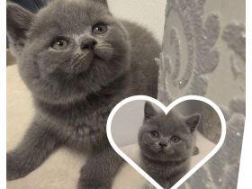 🐾 Wunderschöner Britisch Kurzhaar (BKH) Kater sucht ein liebevolles Zuhause 🐾