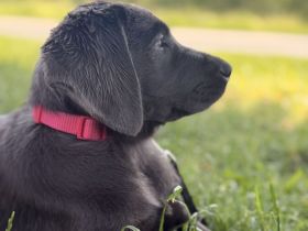 Labrador Dame Nala Grau