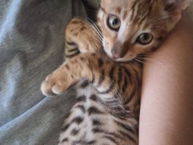 Bengal Kitten zu verkaufen