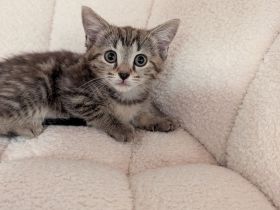 Europäische Babykatze