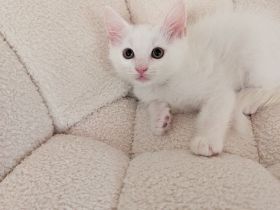 Europäische Babykatze