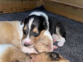 Colliewelpen amerikanischer Typ mit Papieren