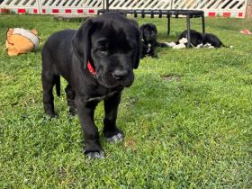 Broholmer x Bernhardiner x Deutsche Dogge 🐾 Nur noch 2 liebevolle Mischlingshündinnen