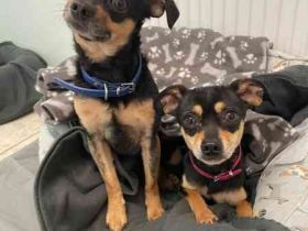 Speedy und Rambo, Zwergpinscher, geb. 2023, möchten gern zusammenbleiben