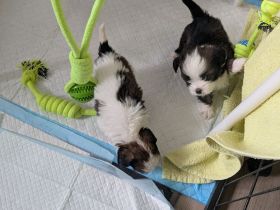Süße Shitzu Mix Welpen abzugeben