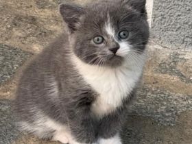 Traumkätzchen (sibirische Katze/EKH)