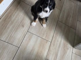 Unser border Collie Welpe sucht noch ein Zuhause