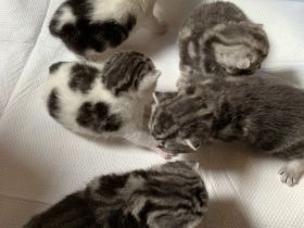 BKH Kitten mit Stammbaum
