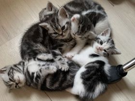 BKH Kitten mit Stammbaum